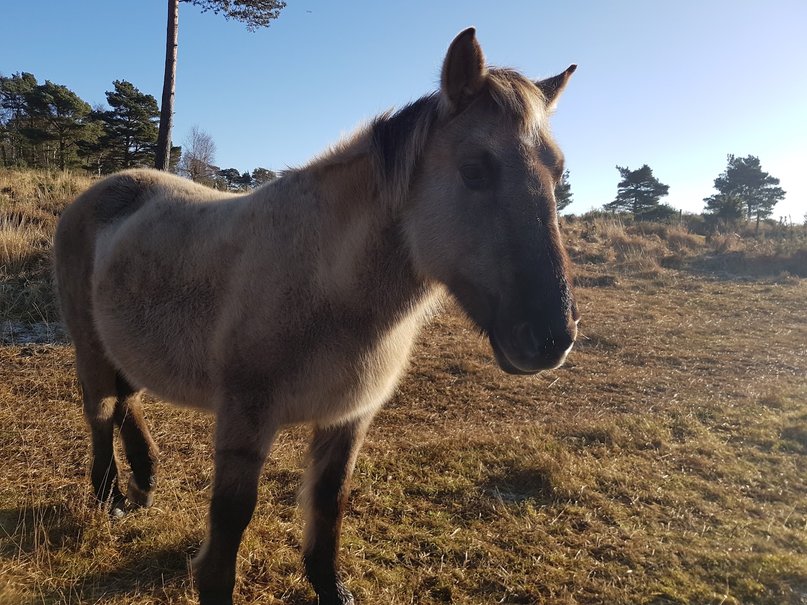 Old Lodge Nature Reserve - Sussex Wildlife Trust