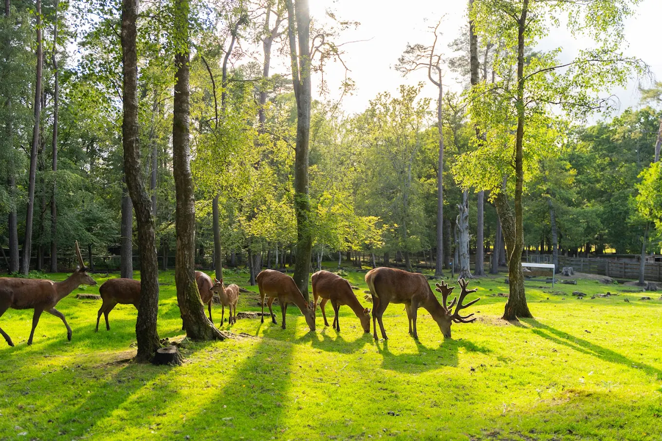 The New Forest Wildlife Park