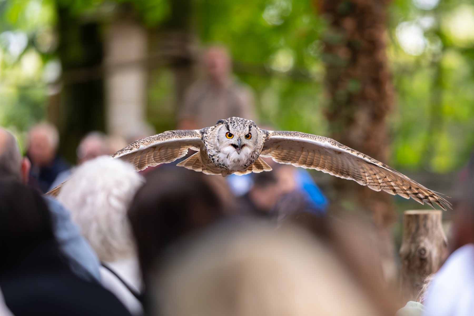 Hawk Conservancy Trust Bird of Prey Centre