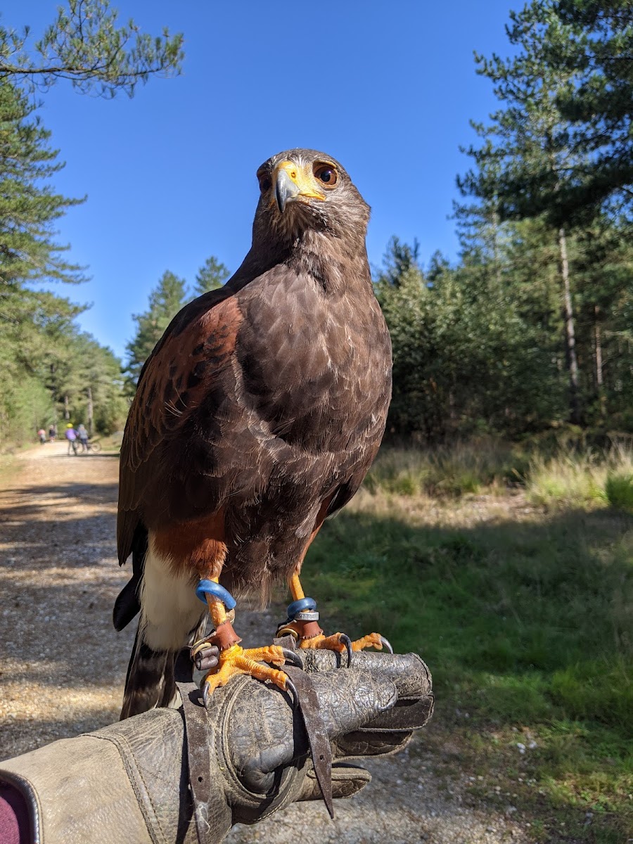 Hawks in the Forest