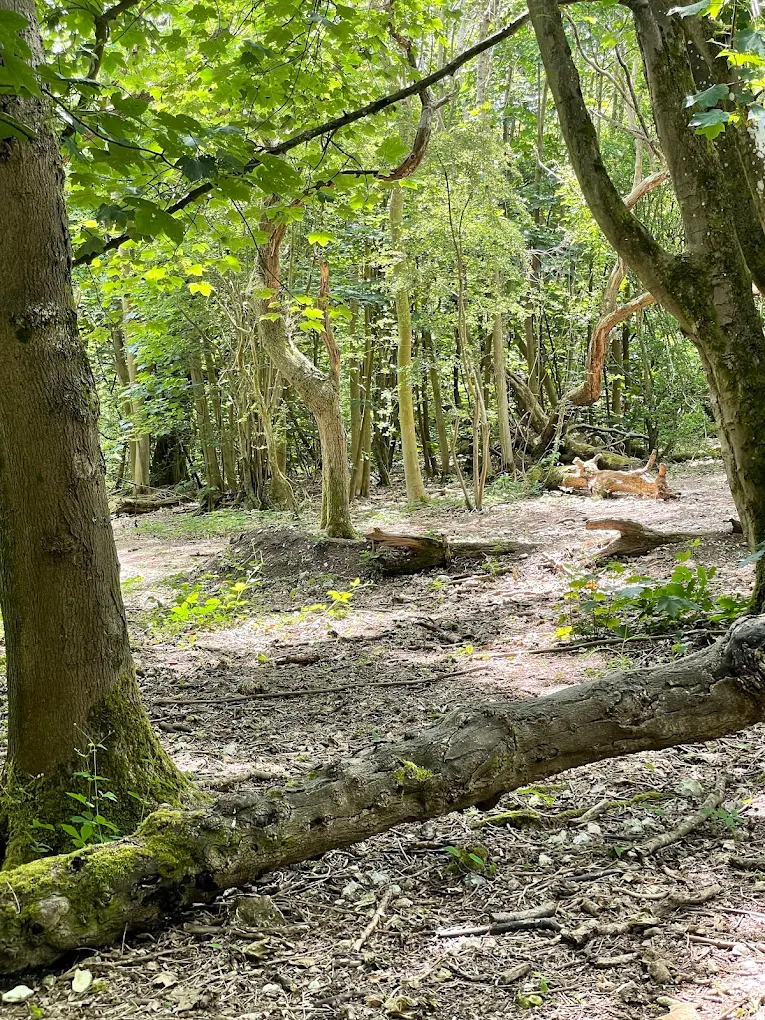 Wild Park Local Nature Reserve