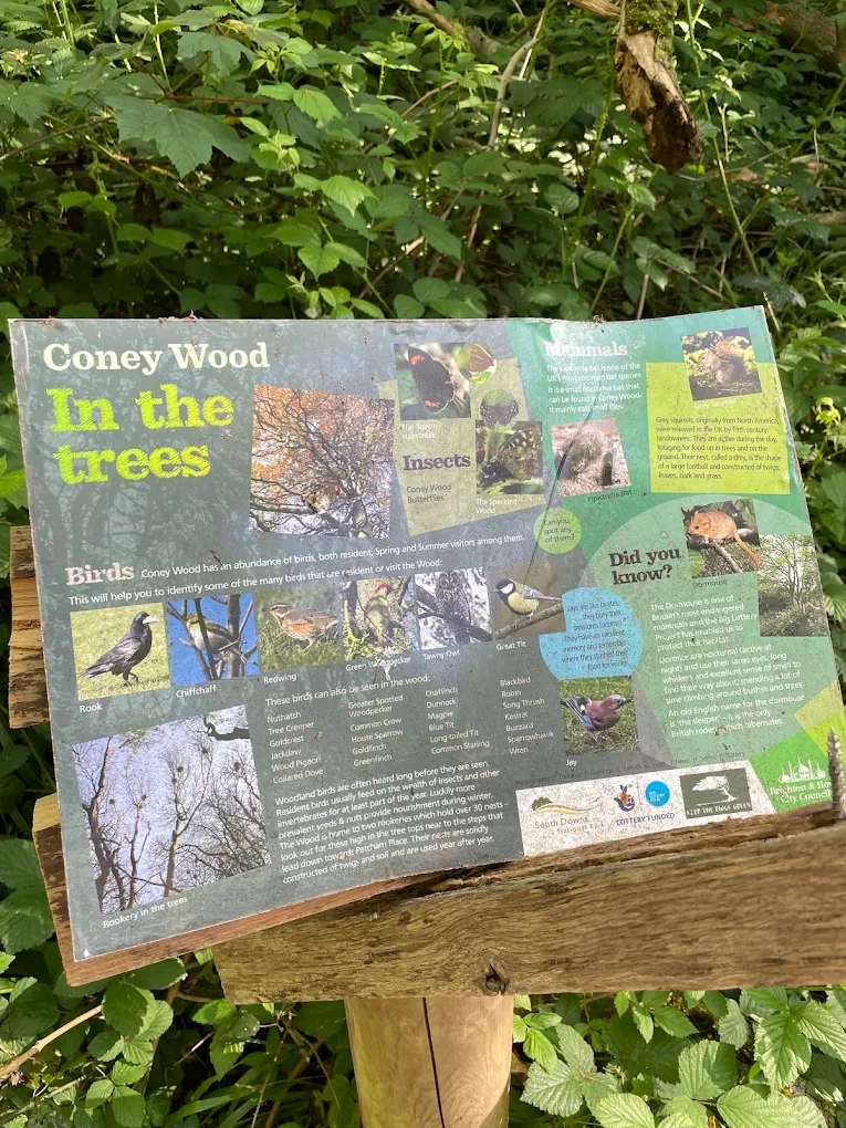Coney Woods
