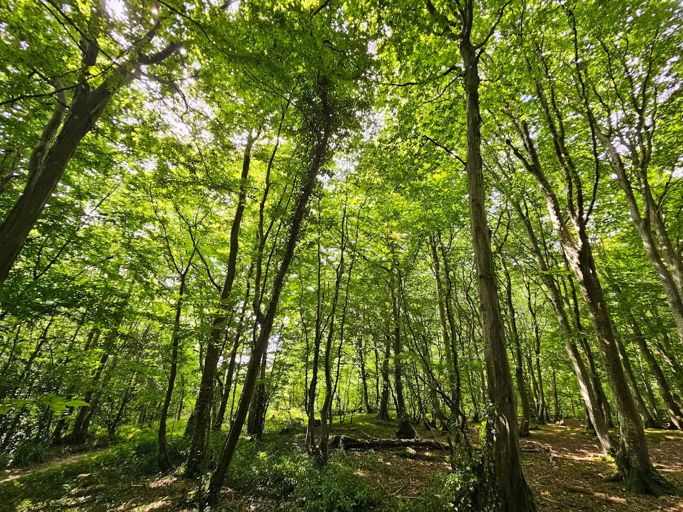 RSPB Fore Wood