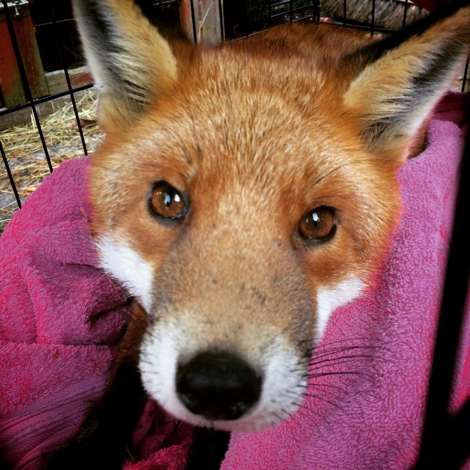 Oxfordshire Wildlife Rescue