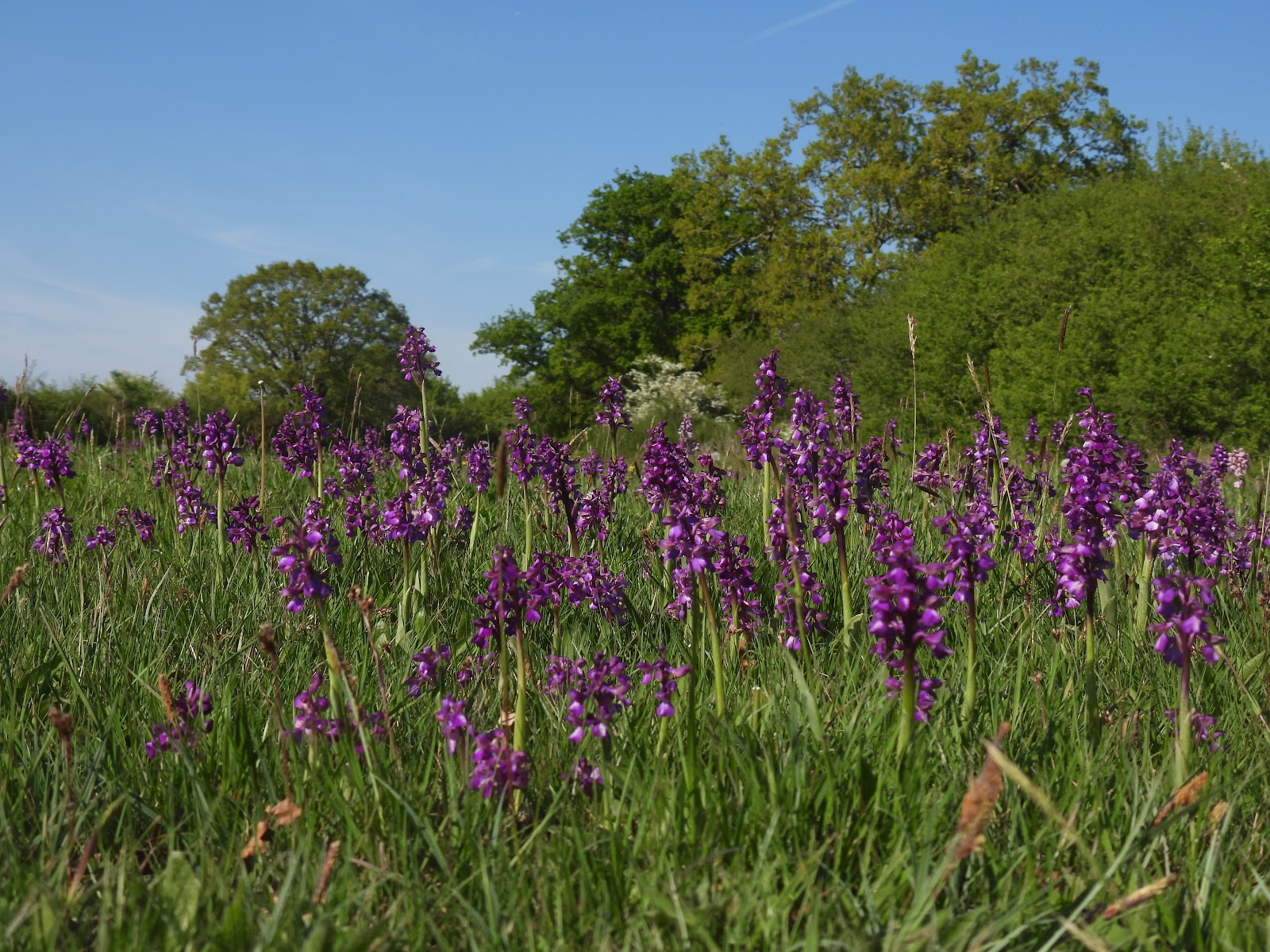 Bernwood Meadows