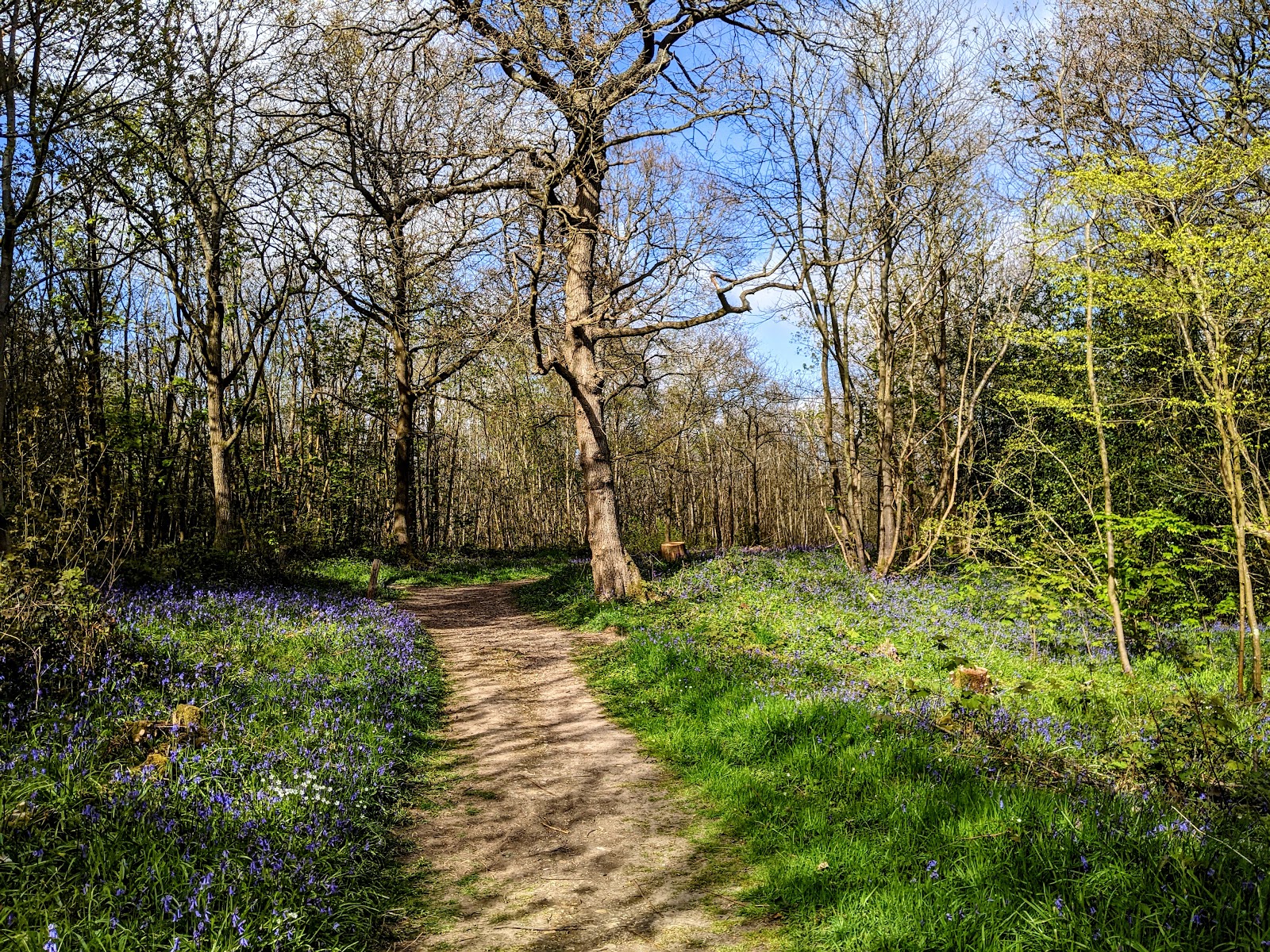 RSPB Blean Woods