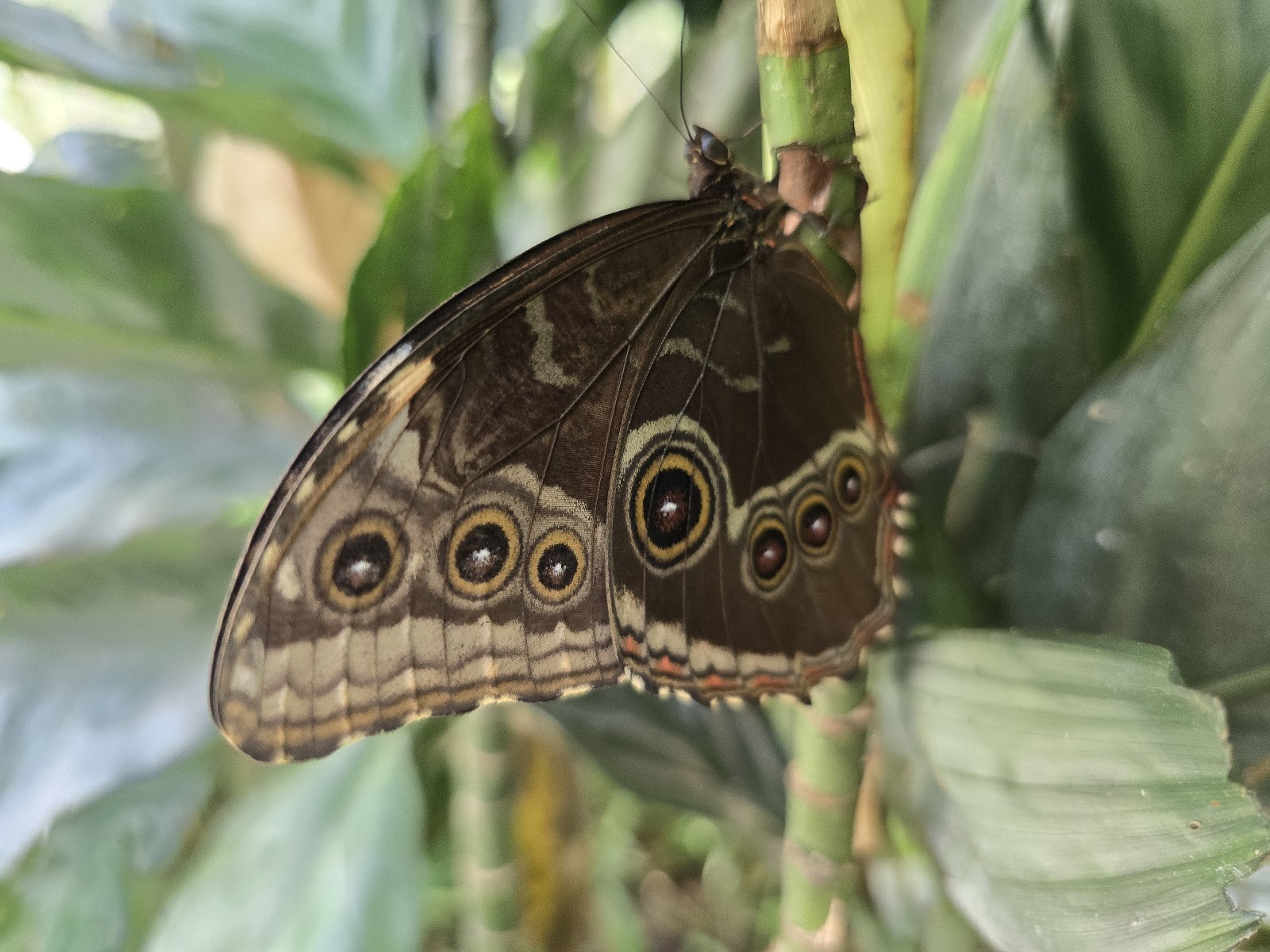 Horniman Butterfly House