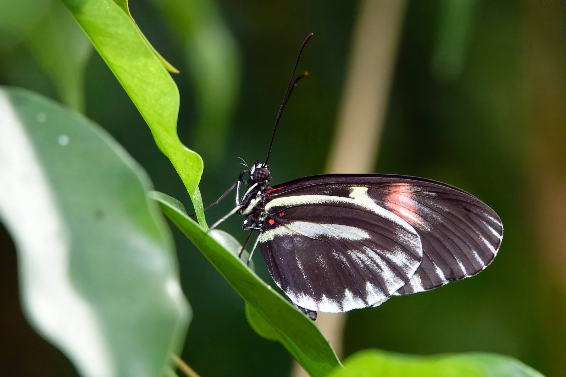 Aquarium & Butterfly House- Whipsnade Zoo