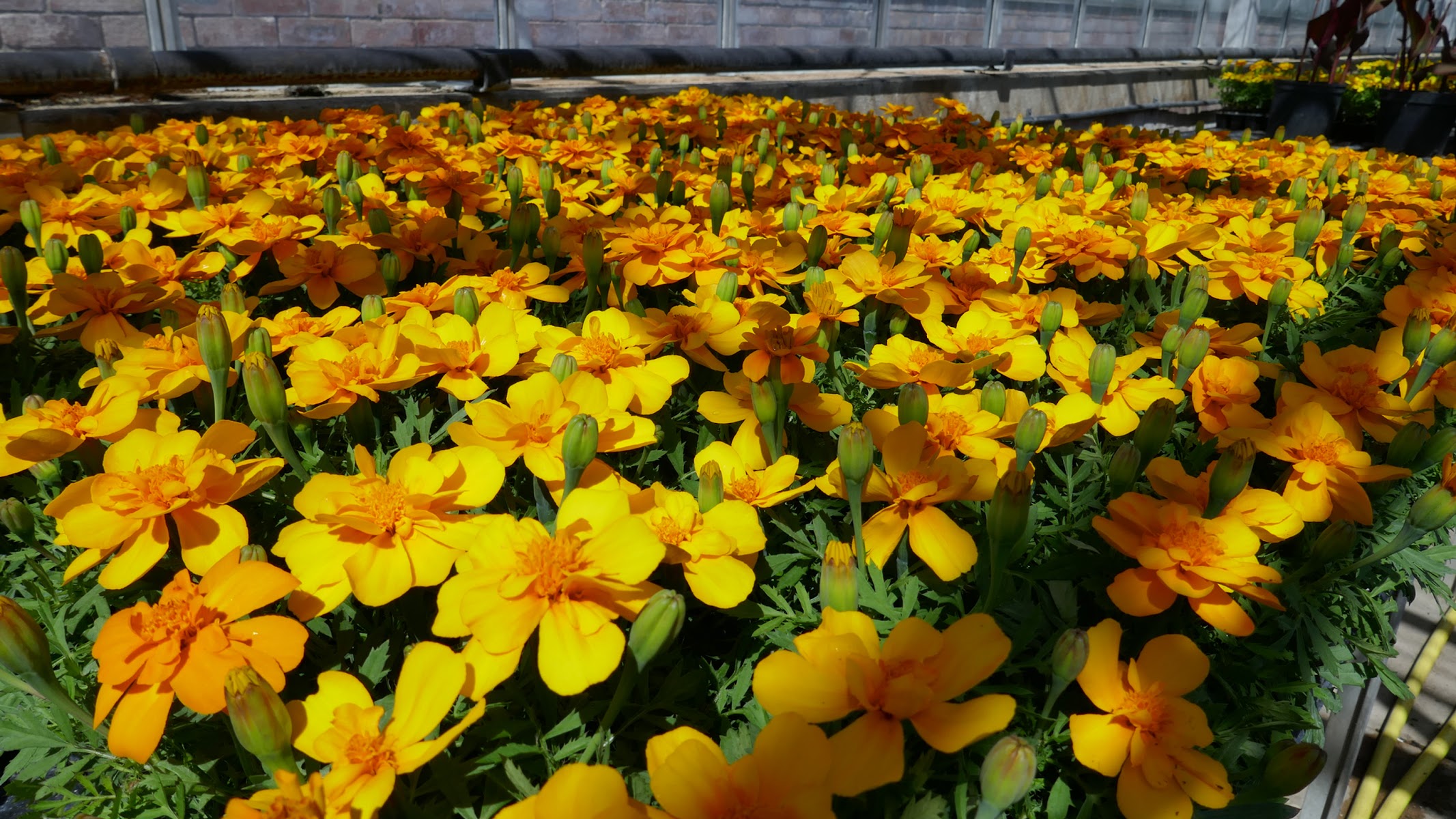 North Yorkshire Council Horticultural Nursery