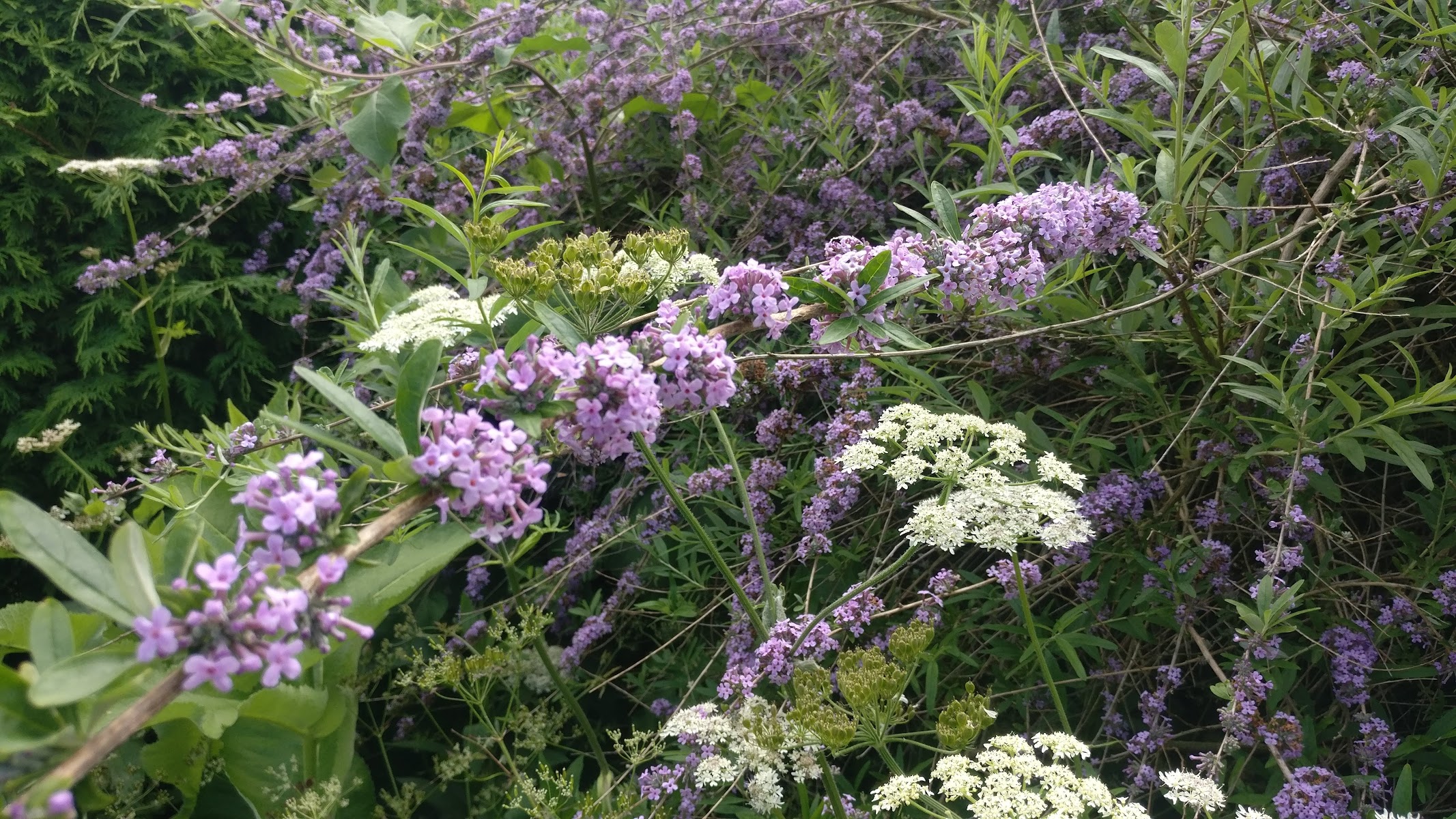 Windmill Lodge Butterfly Garden