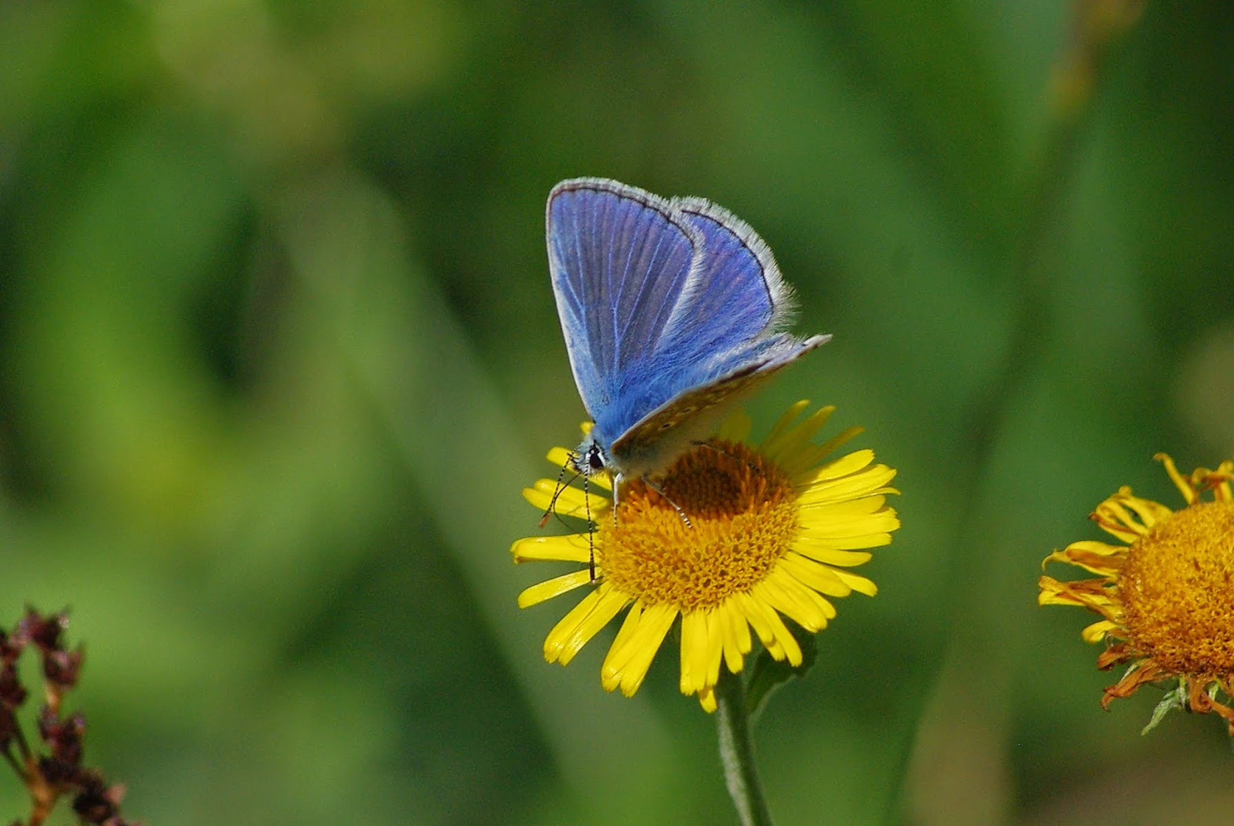 Alners Gorse Butterfly Reserve
