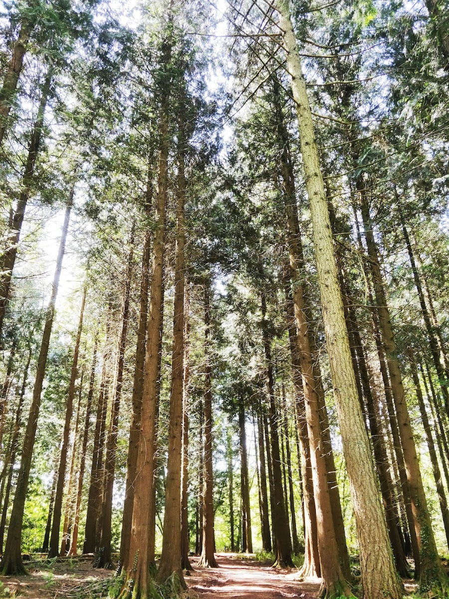 National Trust - Ashclyst Forest