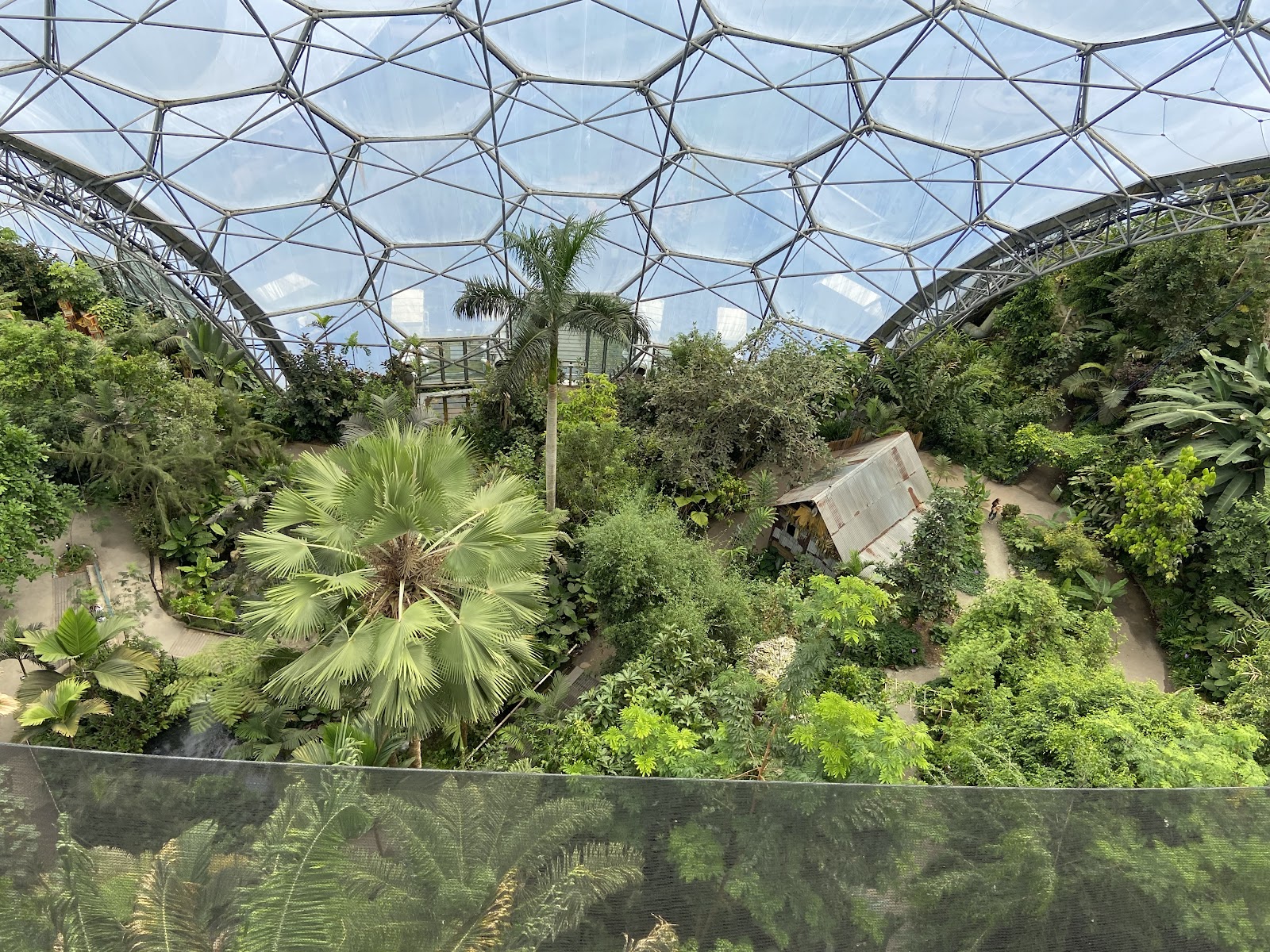 Rainforest Biome