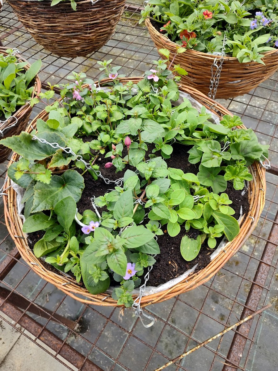Homesteads Nusery