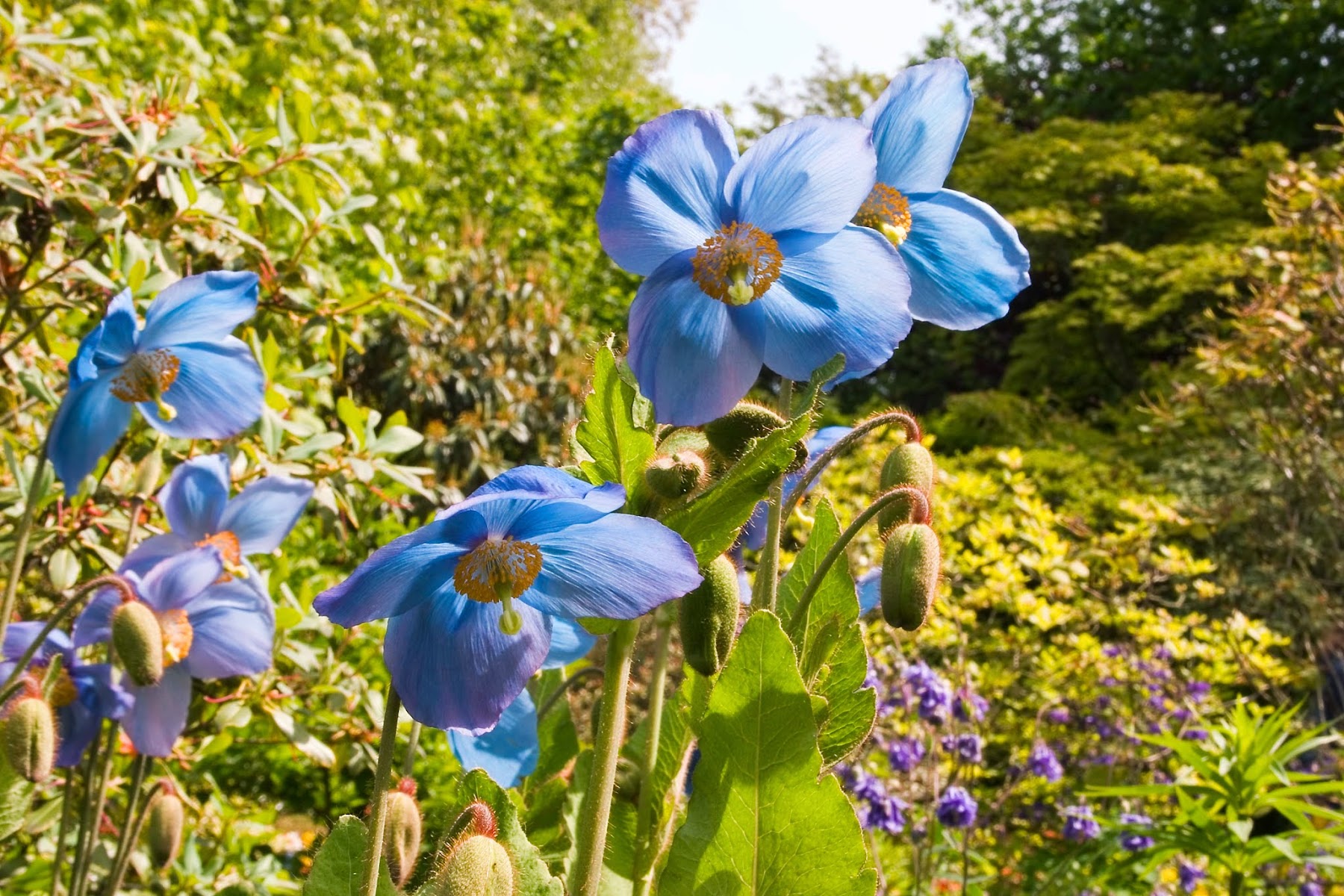 Branklyn Garden (National Trust for Scotland)