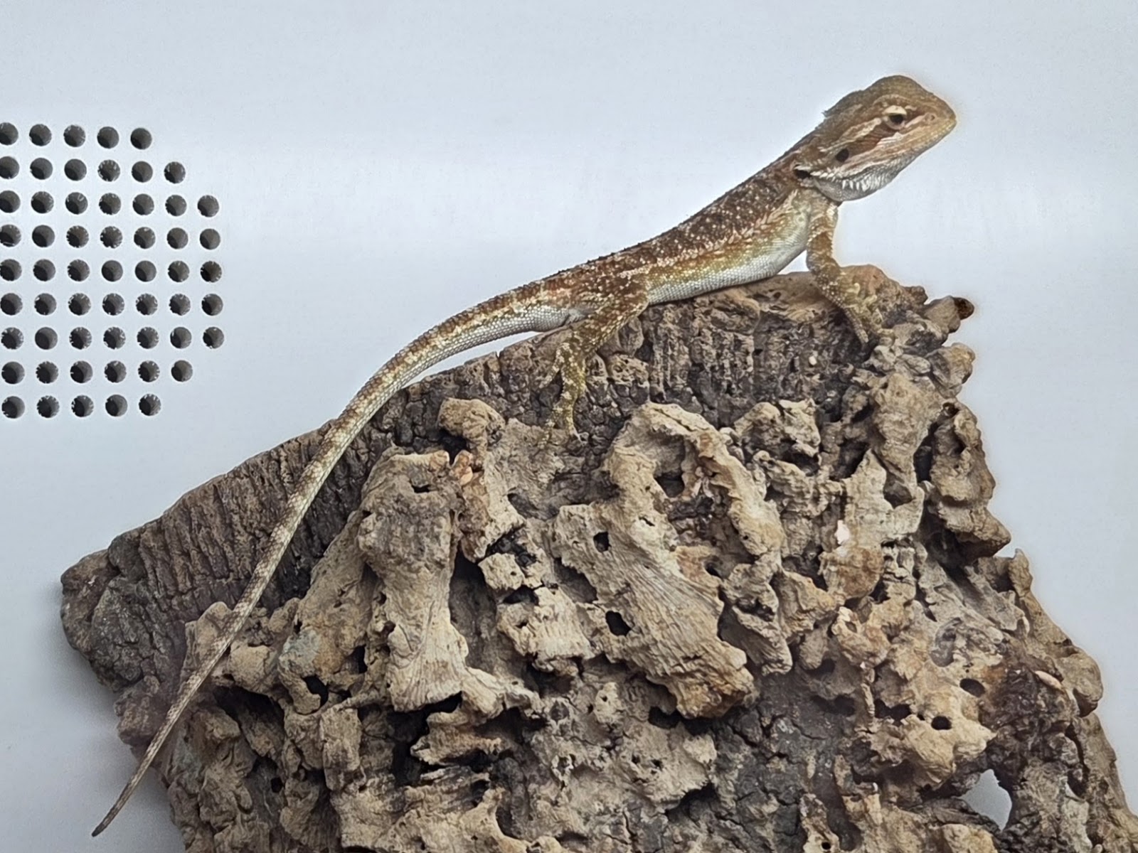 Charlton reptiles