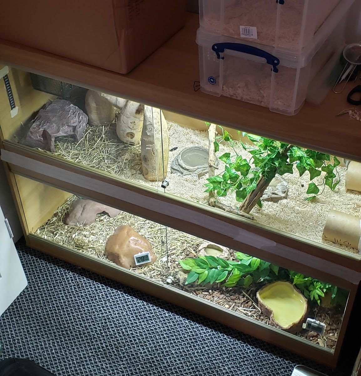 Blue Lizard Reptiles