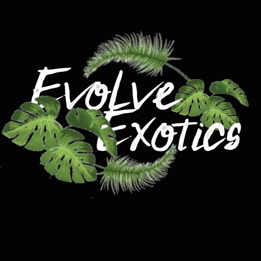 Evolve Exotics