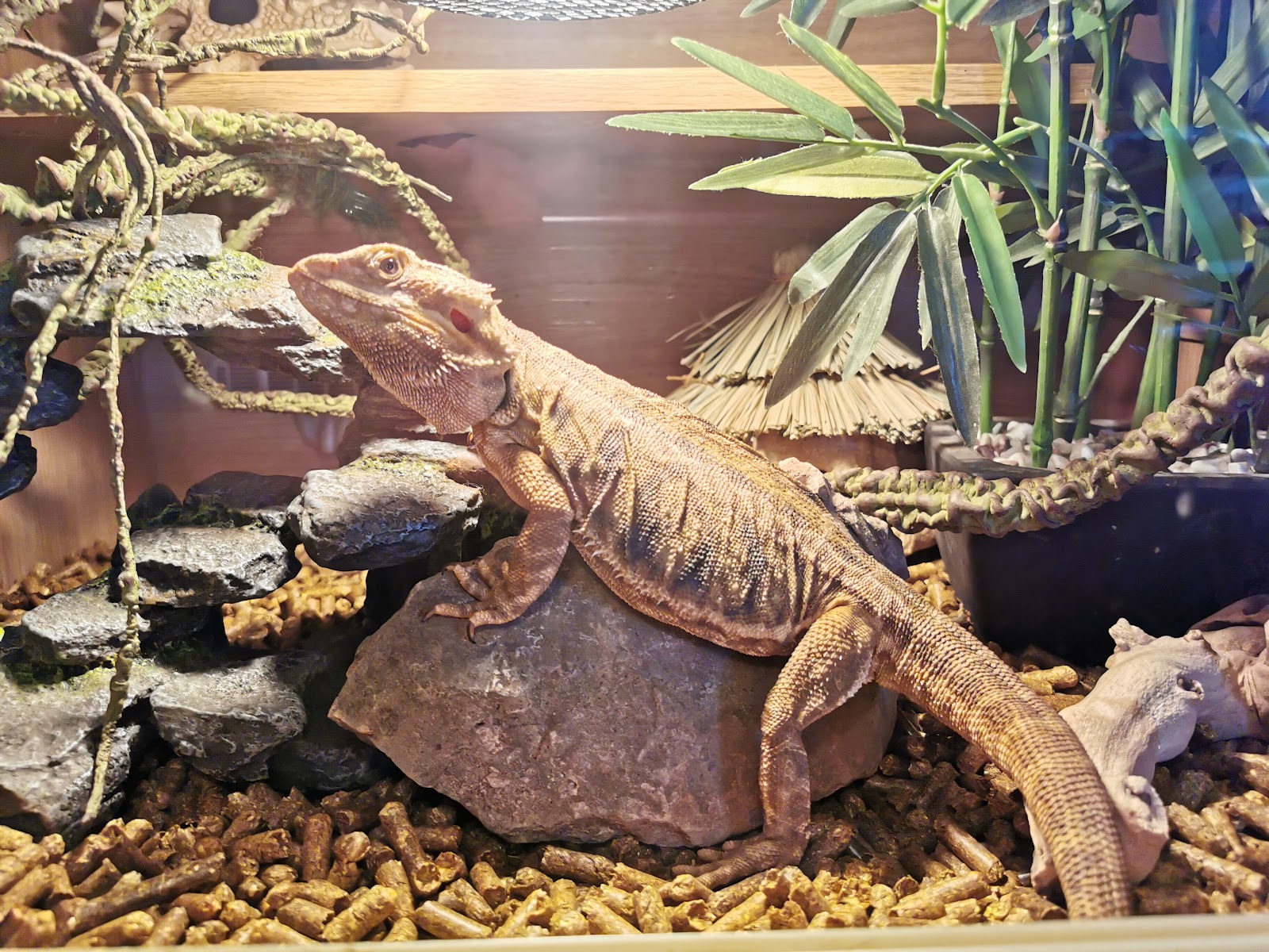 Midlands Reptile Rescue