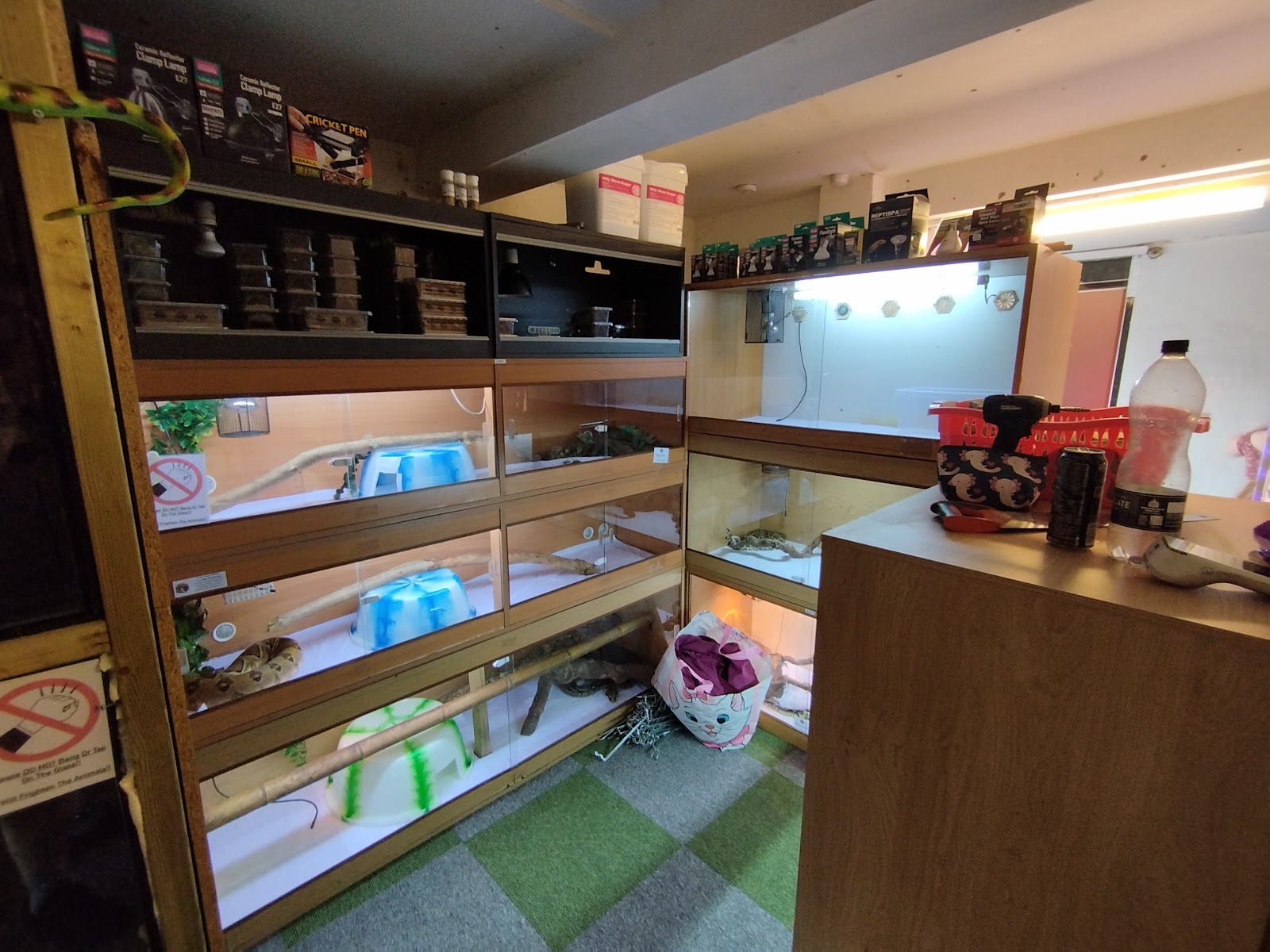 Axolotl And Reptile Rescue And advice UK