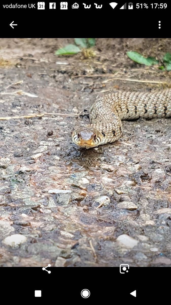 Central England Reptile Rescue & Bird of Prey Sanctuary