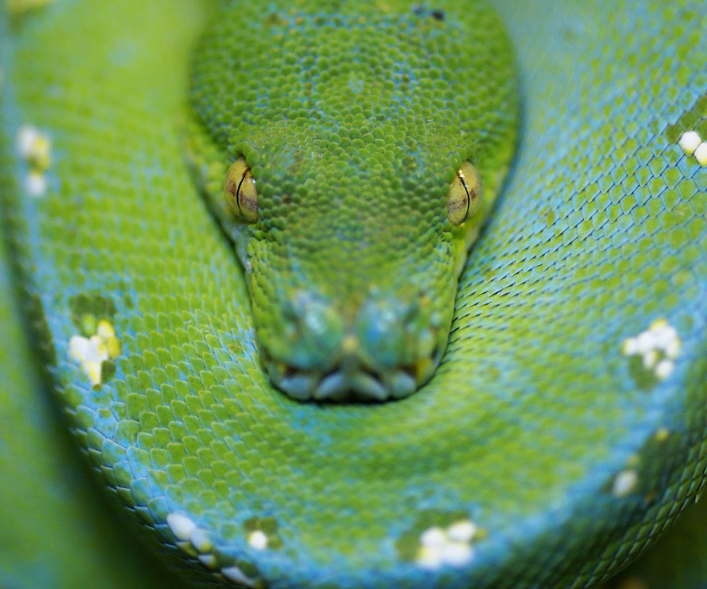 Serpentia Reptile Supplies