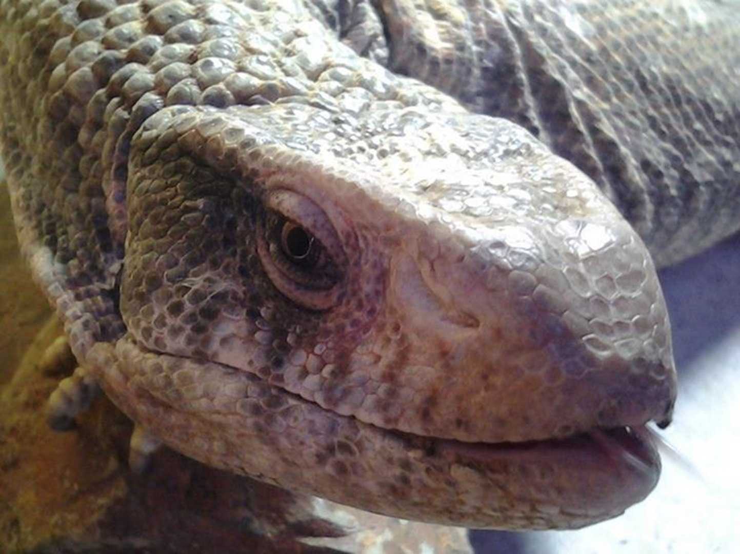 Berkshire Reptile Encounters - Reptile Handling Berkshire
