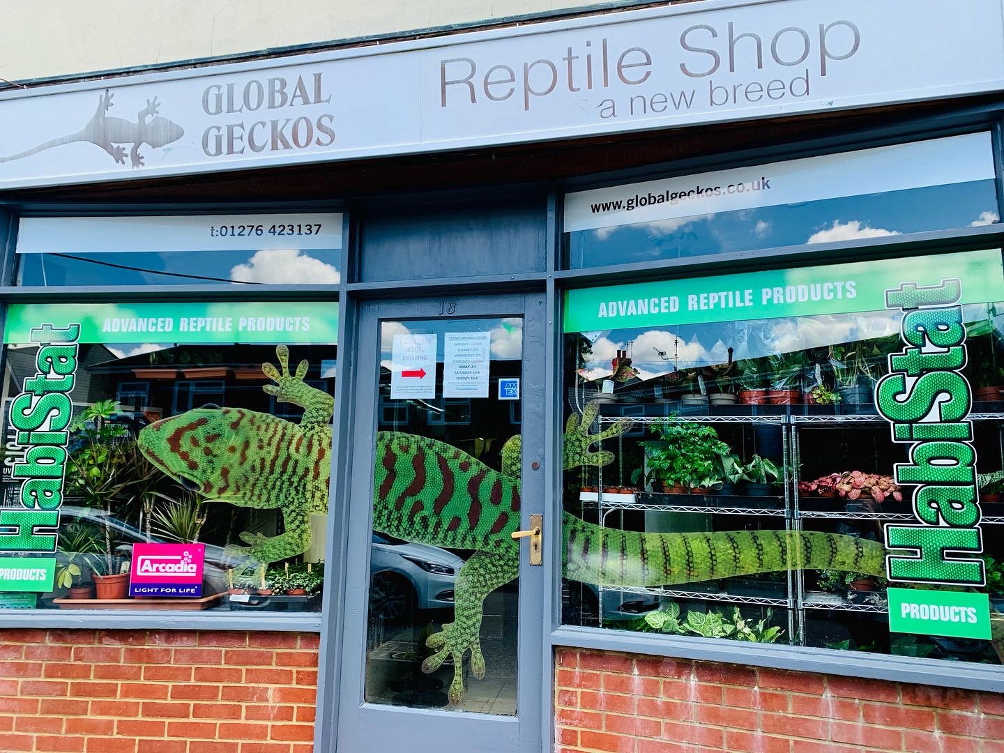 Global Geckos