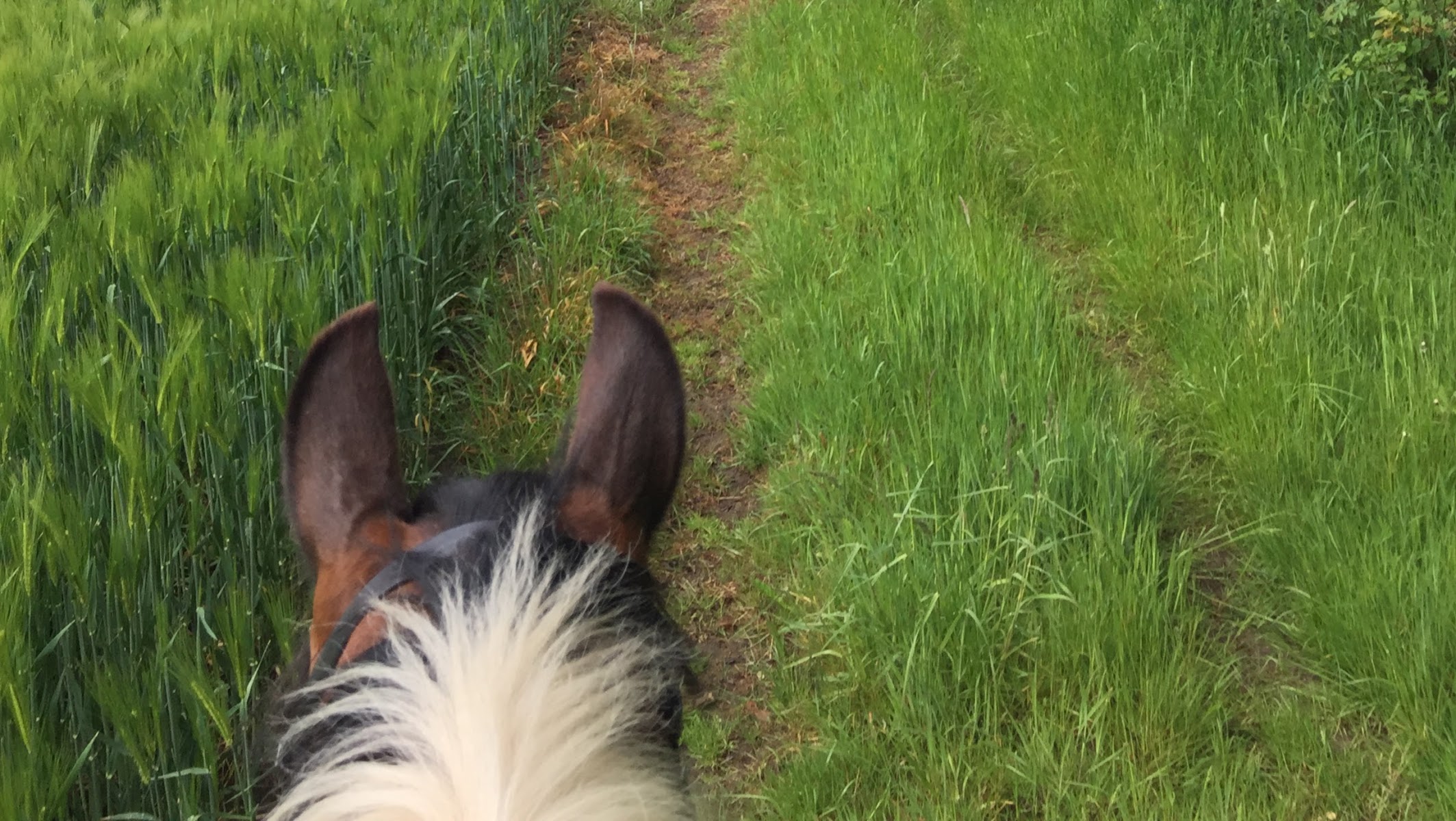 Banesley Lane Equestrian Centre