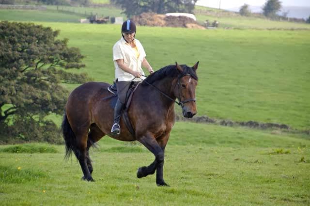 Marcroft Riding Stables