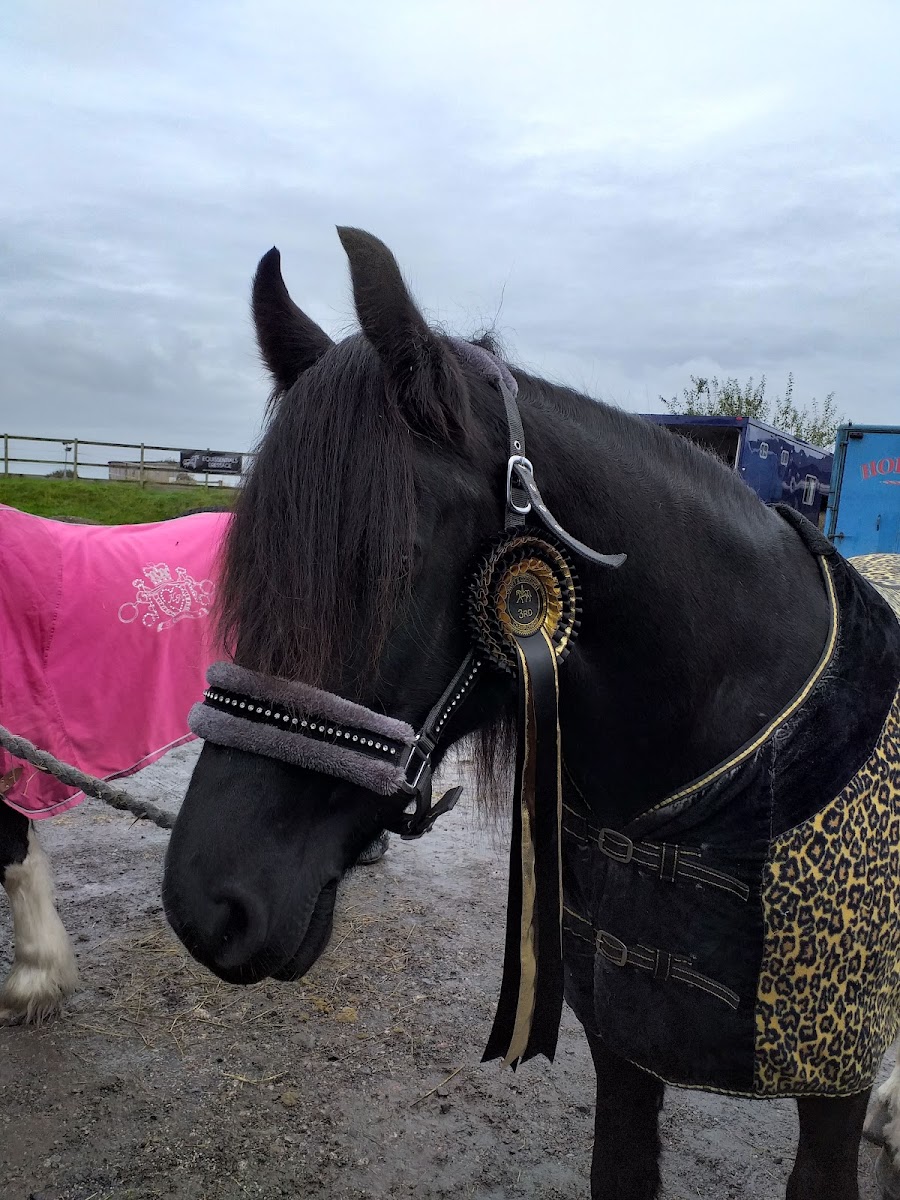 Cockshot farm and stables