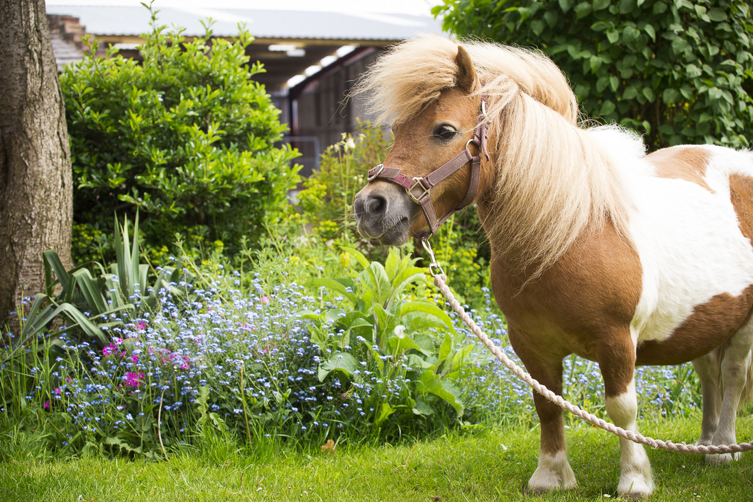 Equine Pathways UK