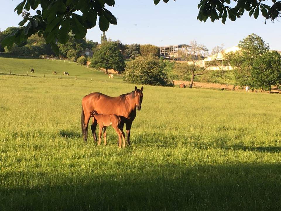 Kaye Equestrian and Agricultural