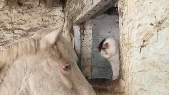 Fir Tree Farm Equestrian Centre