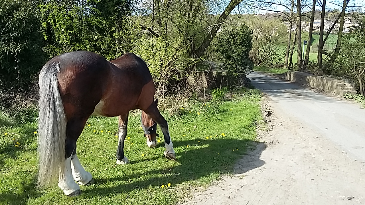 Bank House Farm Livery Centre