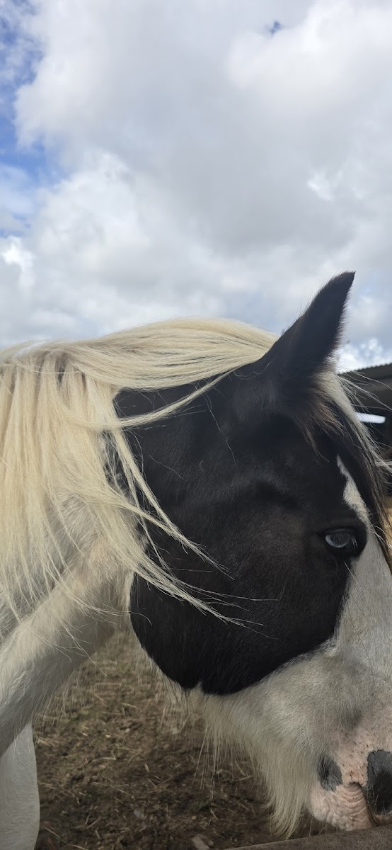 Lings Lane Riding Stables