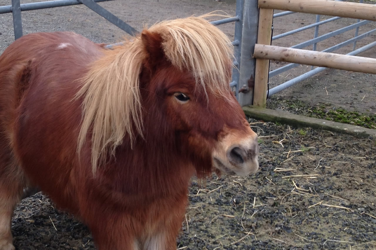 Nuneaton & North Warwickshire Equestrian Centre