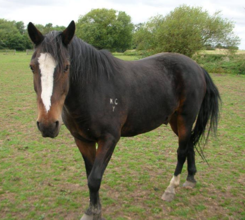 Caldecote Riding School