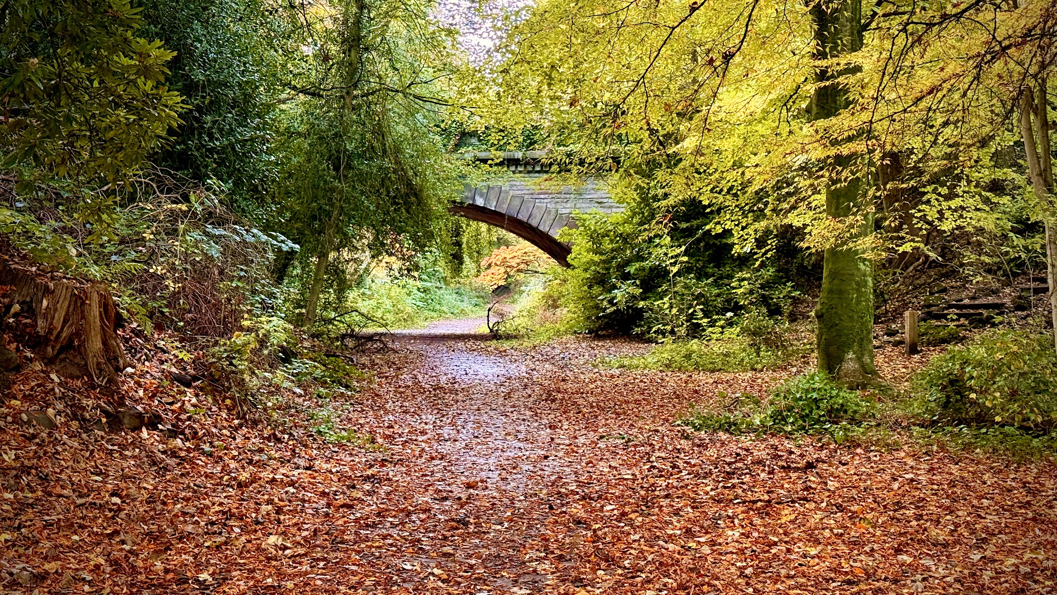 Otterspool Woods National Forest UK