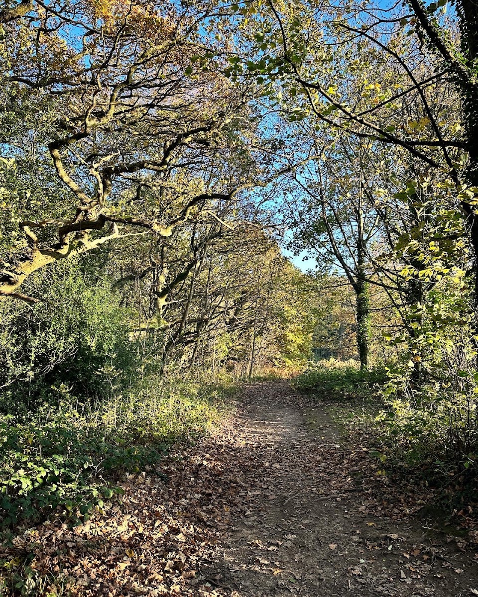 Ecclesall Woods