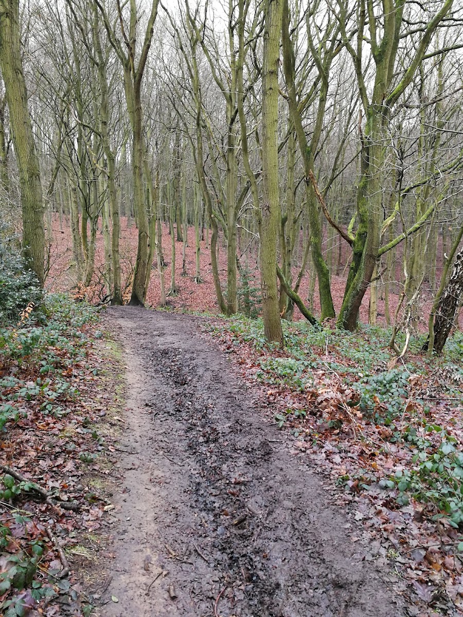 Listerdale woods