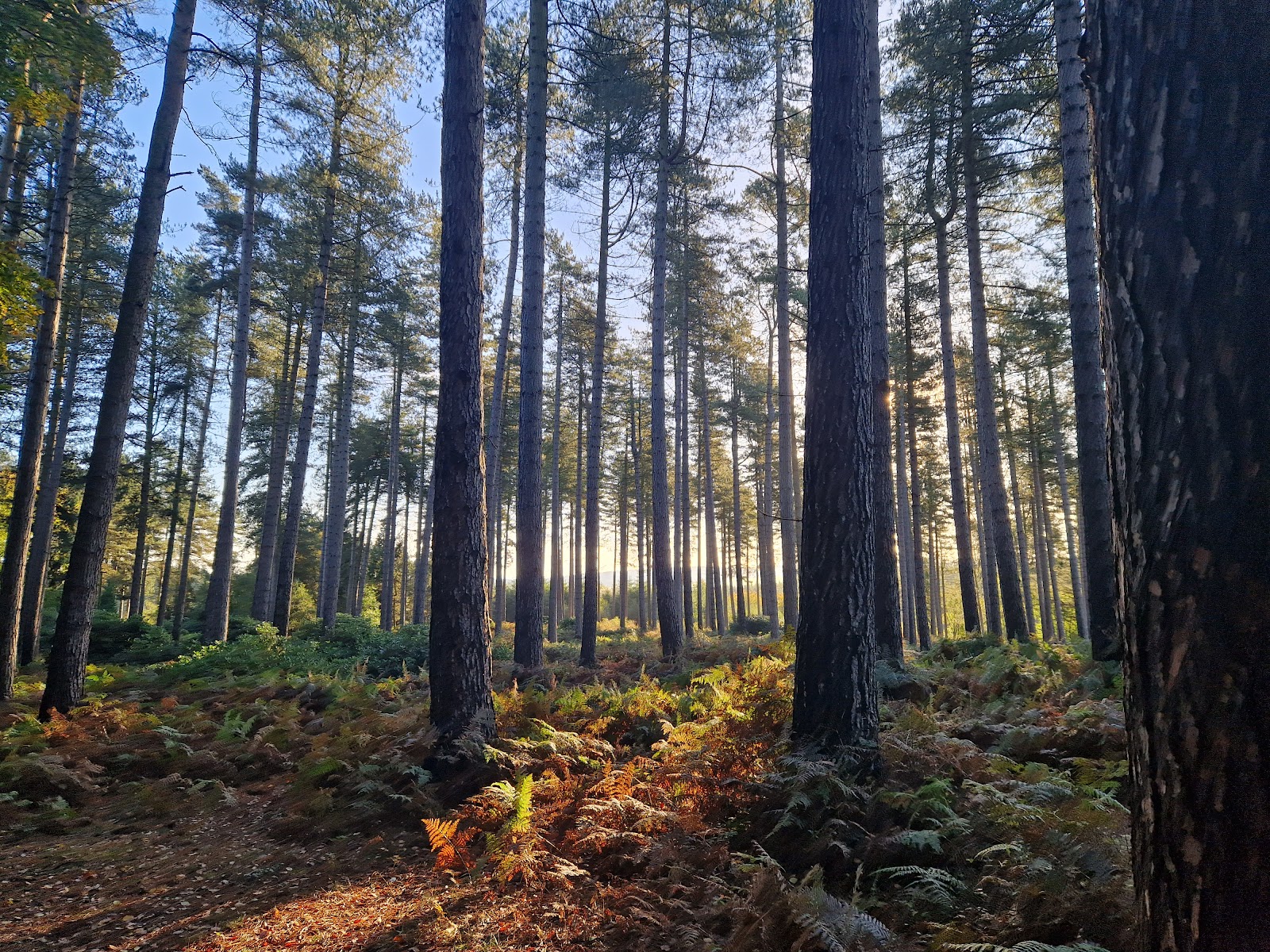 Cannock Chase National Landscape