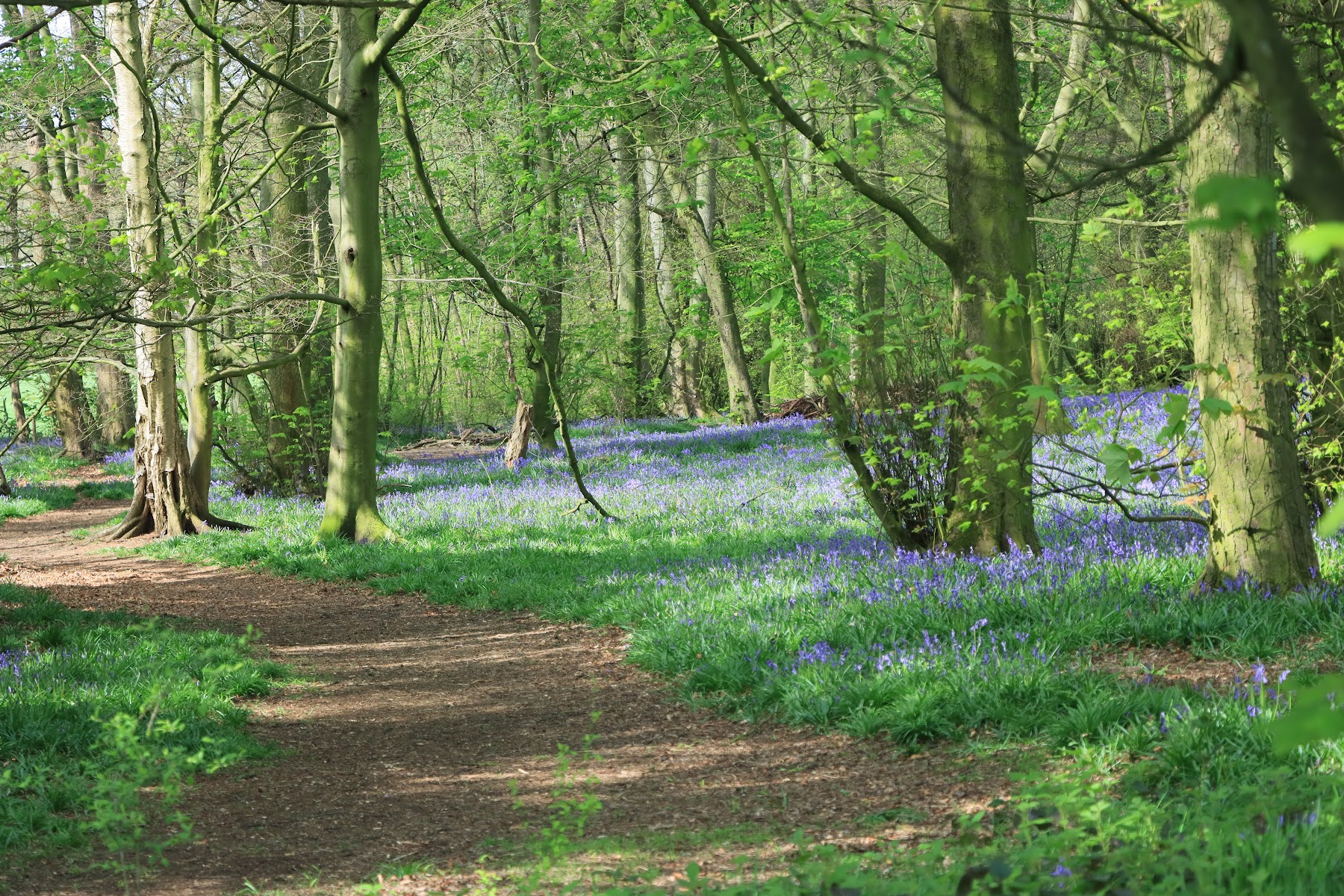 Lawton Woods