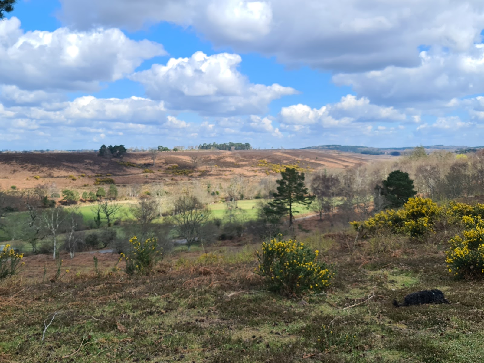 National Trust - New Forest Northern Commons