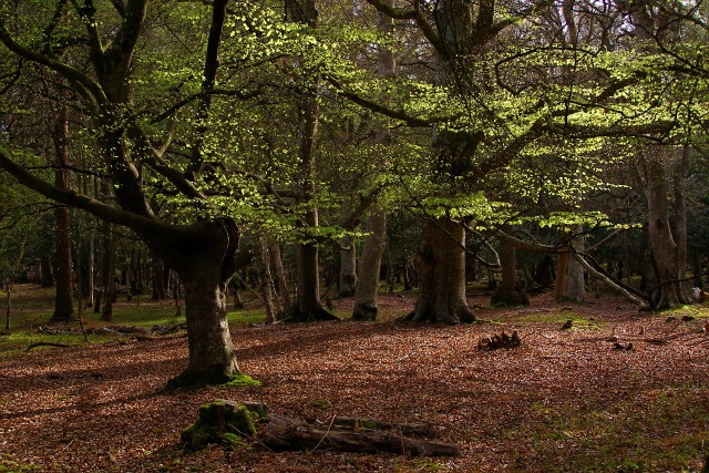 New Forest National Park