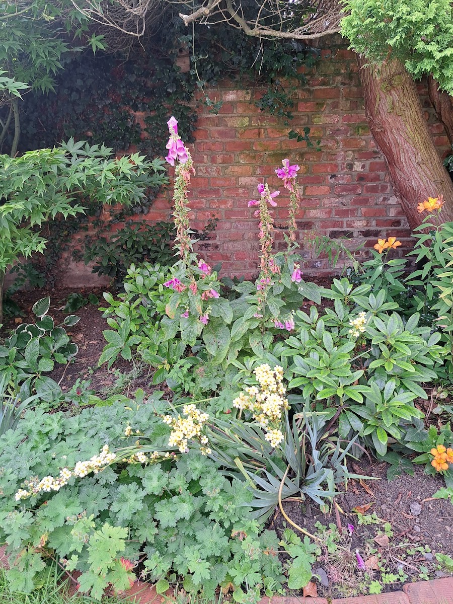 Haldane House Community Wildlife Garden