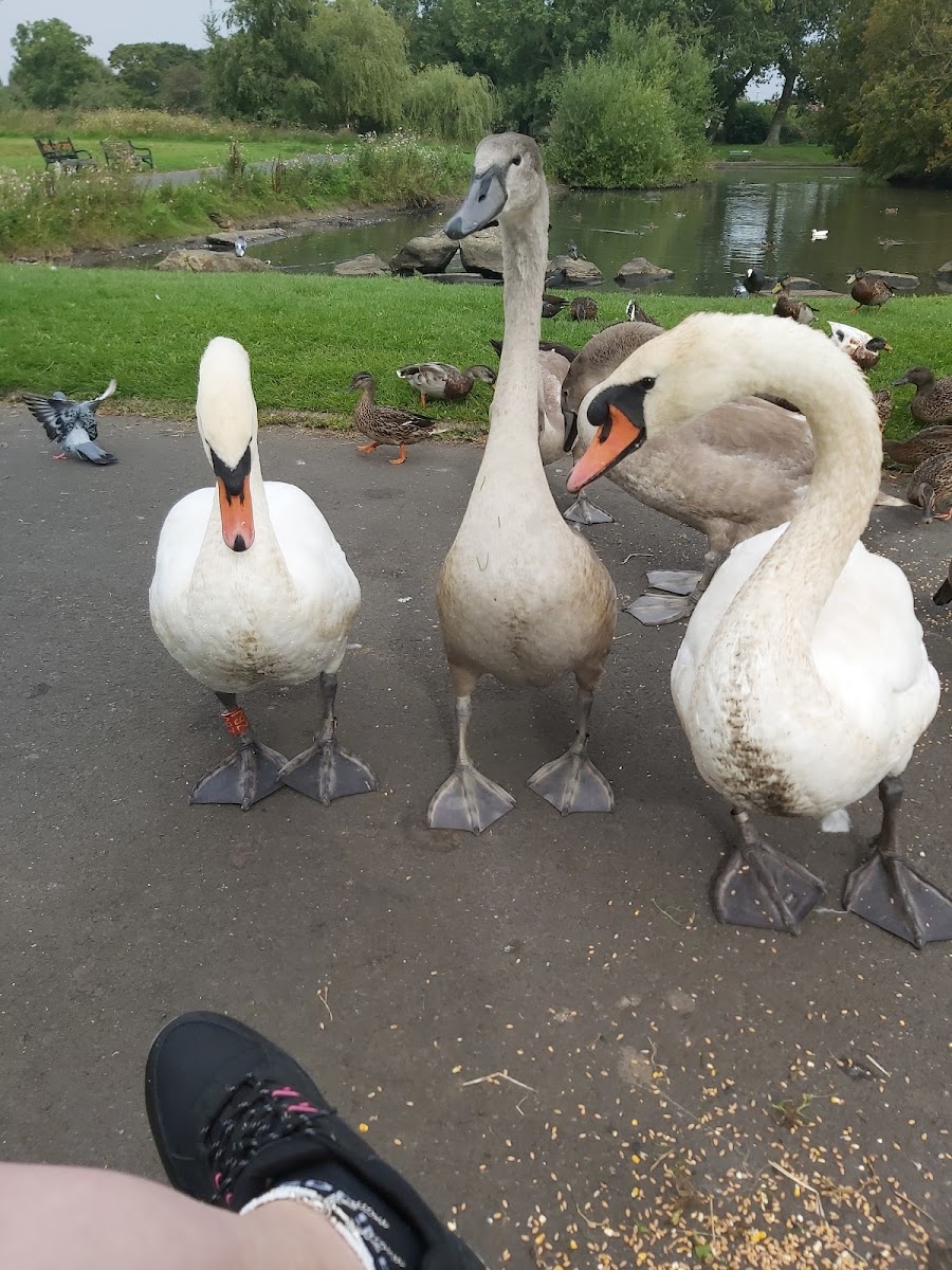 Oliver Henderson Park