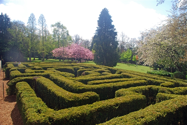 Saltwell Hedge Maze