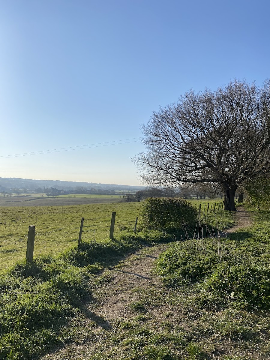 Banesley Lane Woodland