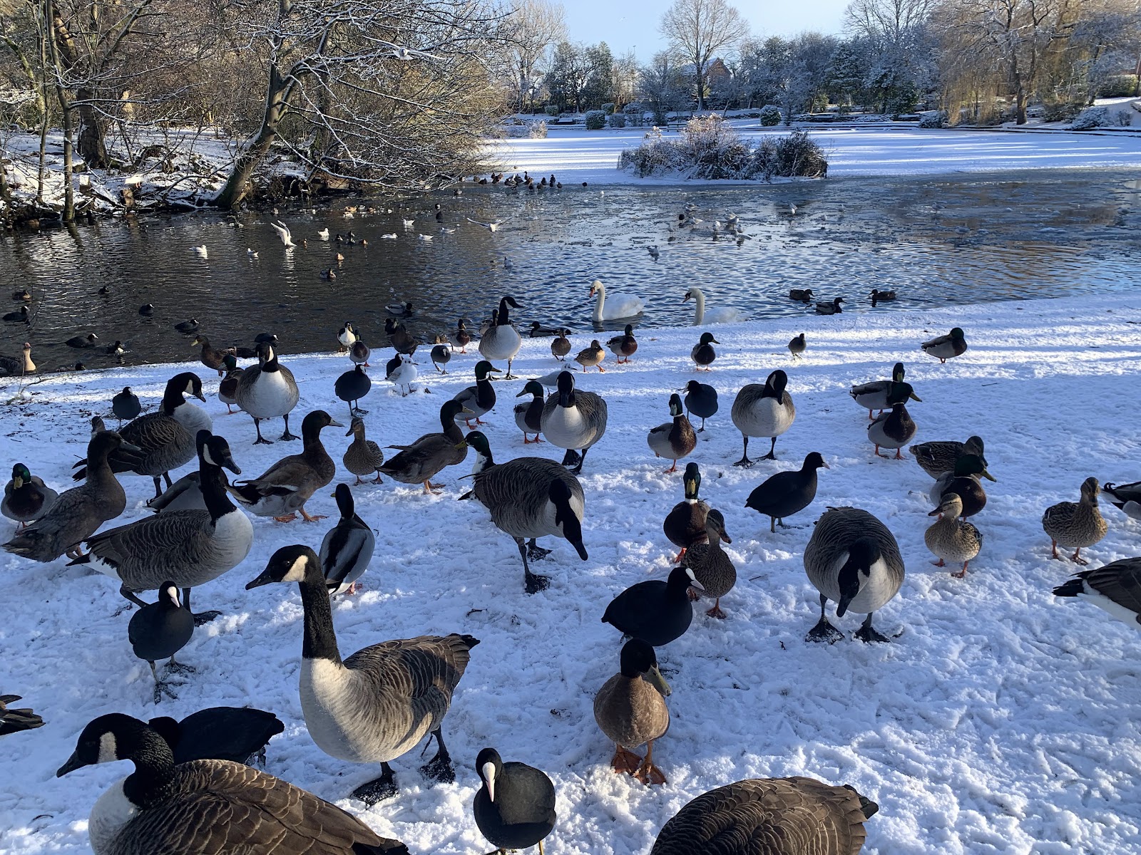 Rossmere Park